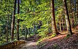 Hocking Hills Trail_DSCF06270-2